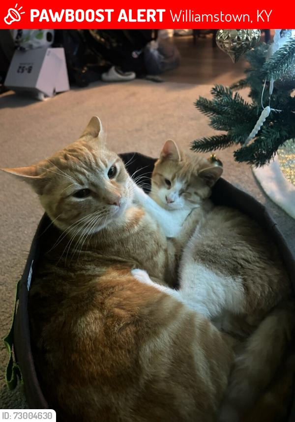 Lost Male Cat last seen Arrowhead drive cenimentary , Williamstown, KY 41097