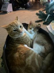Lost Male Cat last seen Arrowhead drive cenimentary , Williamstown, KY 41097