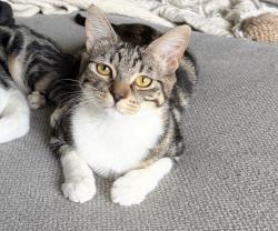 Lost Female Cat last seen Tulip st , Cheltenham, VIC 3192