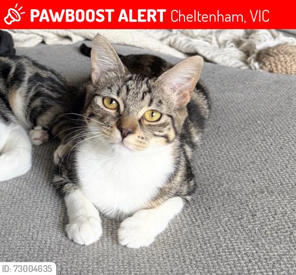 Lost Female Cat last seen Tulip st , Cheltenham, VIC 3192