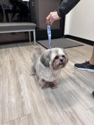Reunited Unknown Dog last seen Calle Tulipan and Ave de las Plantas, Thousand Oaks, CA 91360
