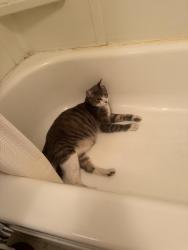 Lost Male Cat last seen APS, Abondened hse on eucalyptus hill rd, Santa Barbara, CA 93103