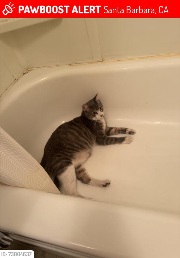 Lost Male Cat last seen APS, Abondened hse on eucalyptus hill rd, Santa Barbara, CA 93103