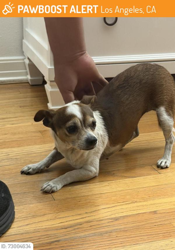 Found/Stray Female Dog last seen Roscoe, Los Angeles, CA 91335