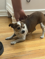 Found/Stray Female Dog last seen Roscoe, Los Angeles, CA 91335