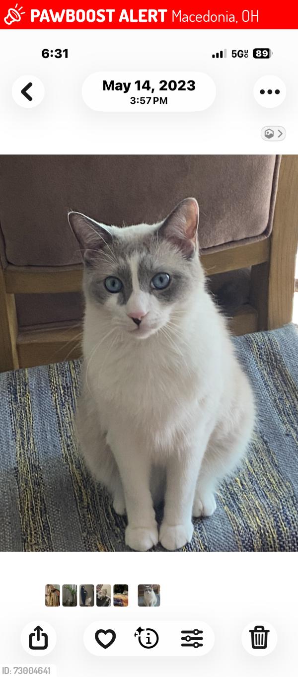 Lost Male Cat last seen Dovecote Trce, Macedonia, OH 44056