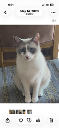 Lost Male Cat last seen Dovecote Trce, Macedonia, OH 44056
