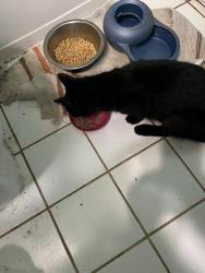 Reunited Male Cat last seen Holden Drive and Bull Run Road in Manassas Park, Manassas Park, VA 20111
