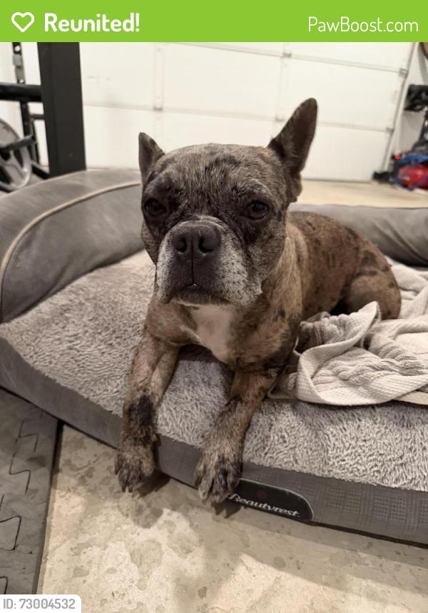 Reunited Female Dog last seen Hemet High, Hemet, CA 92544