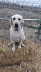 Reunited Female Dog last seen N Gap Rd Prosser Wa , Prosser, WA 99350