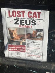 Lost Male Cat last seen Northridge, Los Angeles, CA 91325