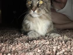Found/Stray Male Cat last seen Winchester & broadway, Apache Junction, AZ 85119