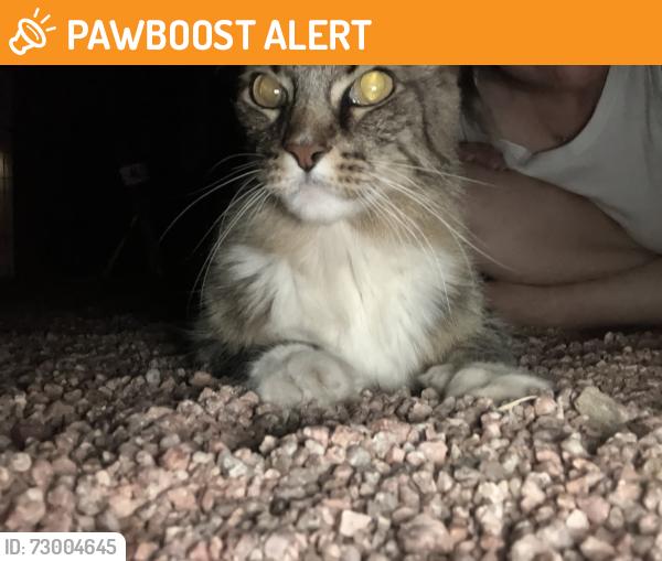 Found/Stray Male Cat last seen Winchester & broadway, Apache Junction, AZ 85119