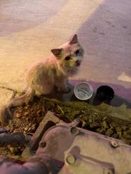 Found/Stray Female Cat last seen Freemont, Las Vegas, NV 89101