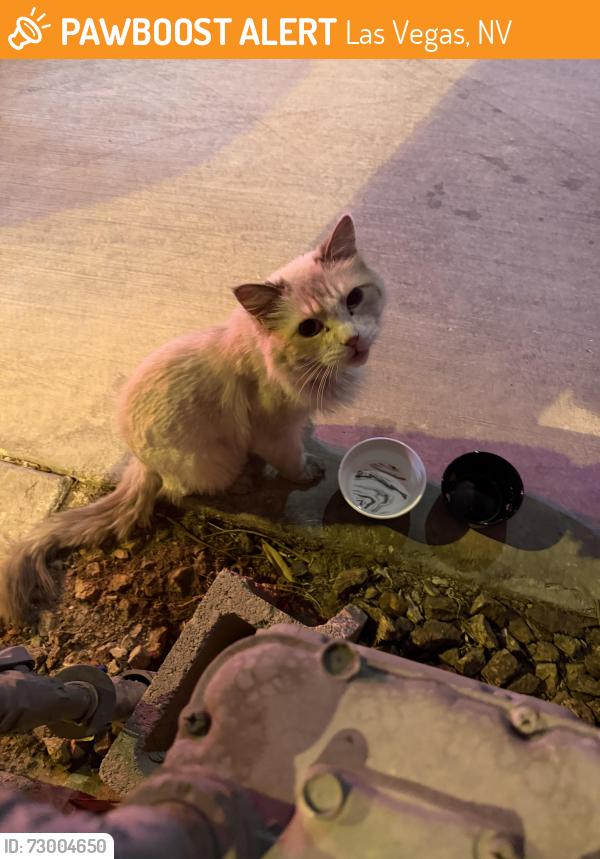Found/Stray Female Cat last seen Freemont, Las Vegas, NV 89101