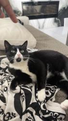 Lost Female Cat last seen Ocean blvd and Ximeno, Long Beach, CA 90803