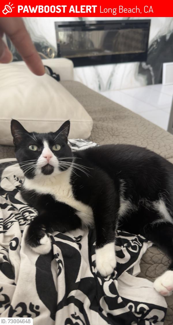 Lost Female Cat last seen Ocean blvd and Ximeno, Long Beach, CA 90803
