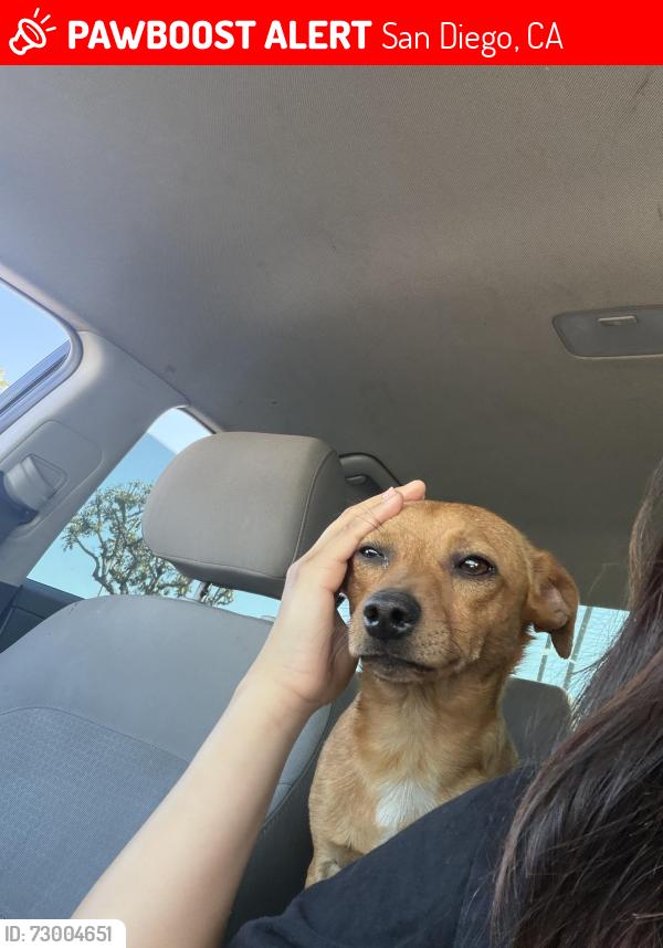 Lost Male Dog last seen Martin Luther king memorial park, San Diego, CA 92114