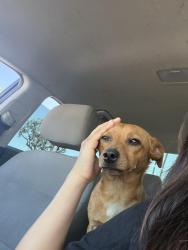 Lost Male Dog last seen Martin Luther king memorial park, San Diego, CA 92114