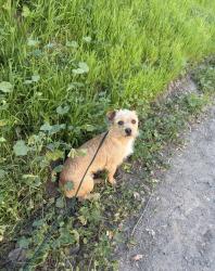 Lost Male Dog last seen Martin Luther king jr memorial park, San Diego, CA 92114