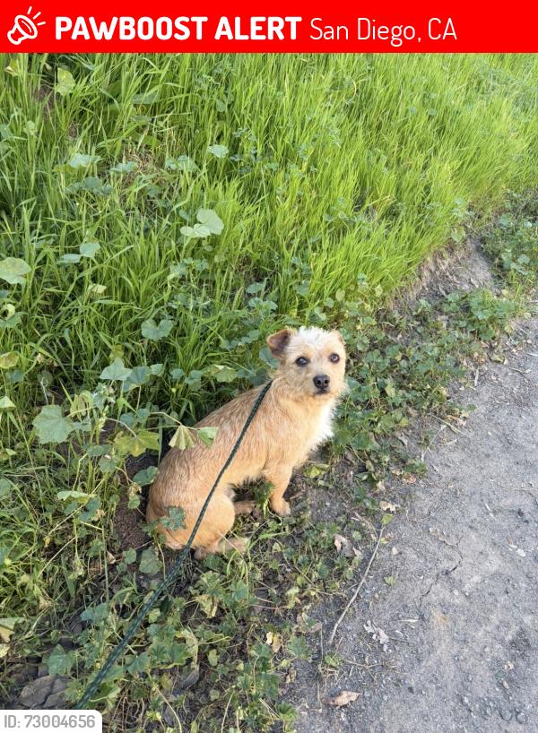Lost Male Dog last seen Martin Luther king jr memorial park, San Diego, CA 92114