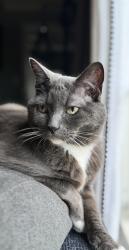 Reunited Female Cat last seen American beauty drive and 600 north salt lake city, Salt Lake City, UT 84116