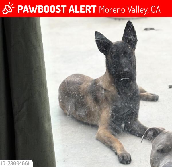 Lost Female Dog last seen I live across the street from walgreens on perris & hemlock , Moreno Valley, CA 92557