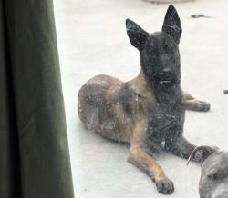 Lost Female Dog last seen I live across the street from walgreens on perris & hemlock , Moreno Valley, CA 92557