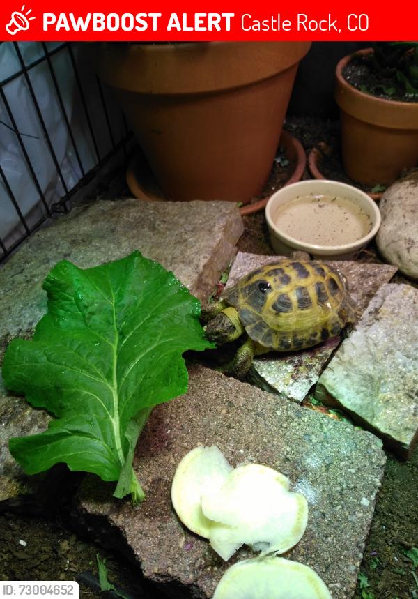 Lost Male Reptile last seen Meadows/Spring meadow Castle Rock , Castle Rock, CO 80109