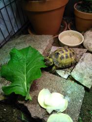 Lost Male Reptile last seen Meadows/Spring meadow Castle Rock , Castle Rock, CO 80109