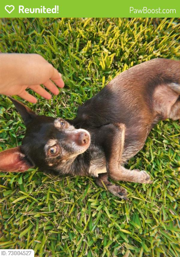 Reunited Male Dog last seen Mobile Dr heading towards W Ellaine Ave cross, Pasadena, TX 77506