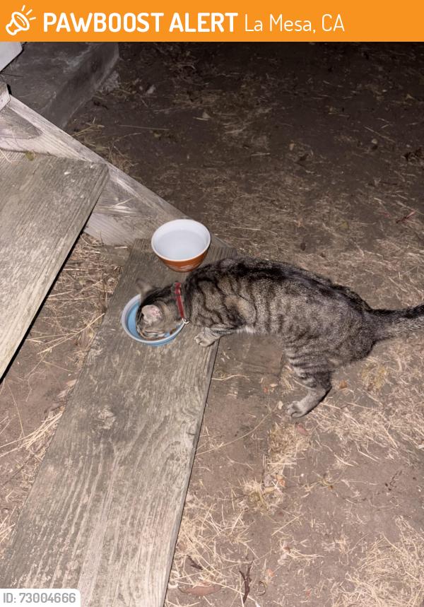 Found/Stray Unknown Cat last seen Yale Ave. by helix high school, La Mesa, CA 91941