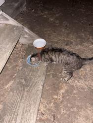 Found/Stray Unknown Cat last seen Yale Ave. by helix high school, La Mesa, CA 91941