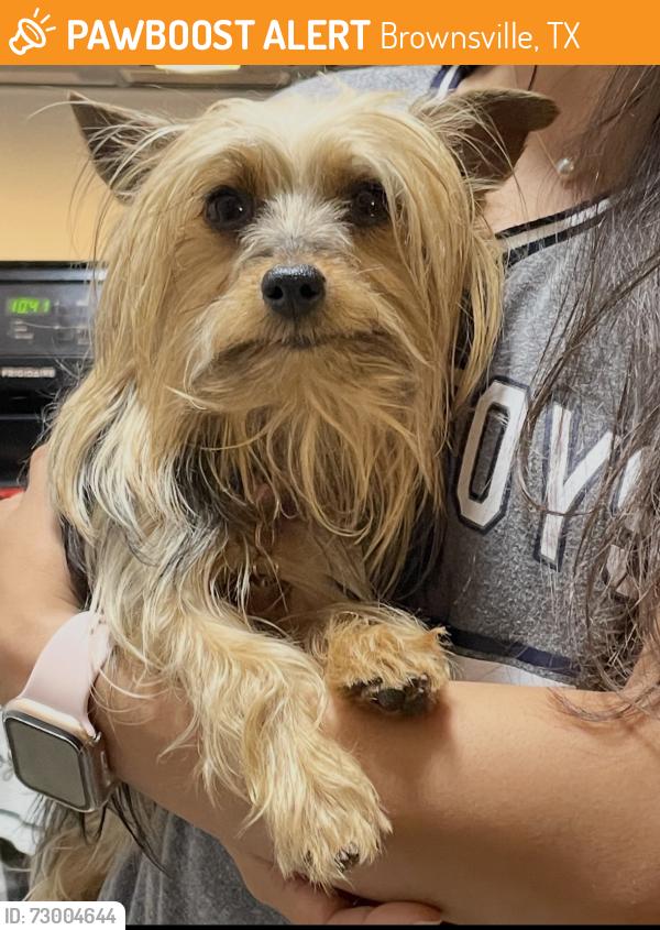 Found/Stray Female Dog last seen Heritage Place, Brownsville, TX 78520