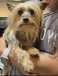 Found/Stray Female Dog last seen Heritage Place, Brownsville, TX 78520