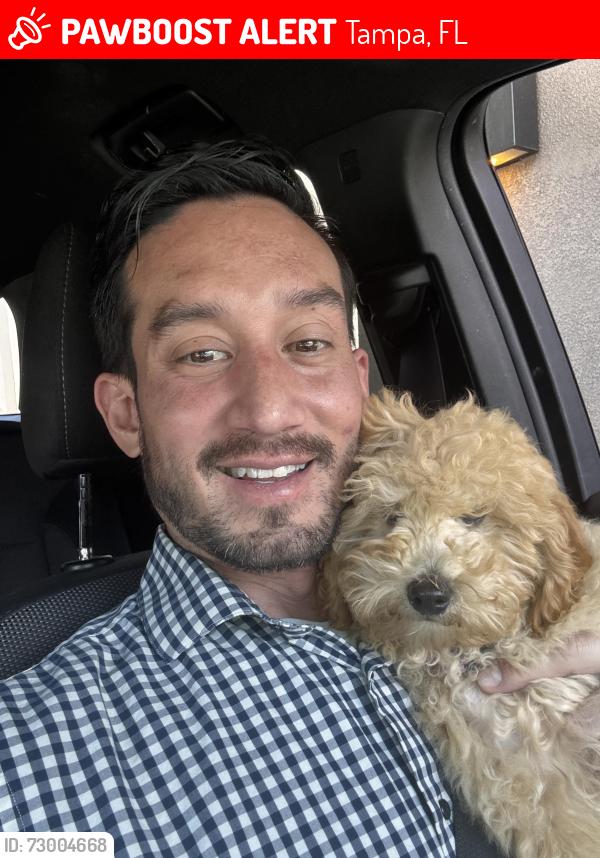Lost Female Dog last seen MacDill and W Gray St, Tampa, FL 33609