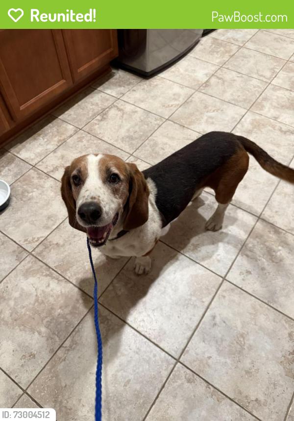 Reunited Male Dog last seen Crestview and Ford, Redlands, CA 92374