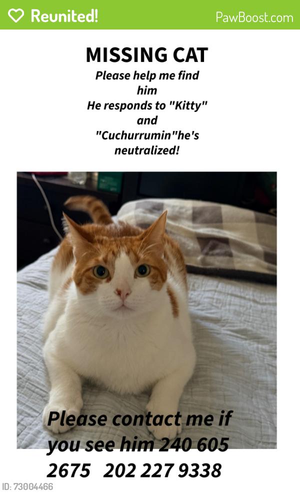 Reunited Male Cat last seen Ironshire s , Maryland City, MD 20724