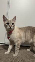Lost Female Cat last seen Near Erie St , Pomona, CA 91768