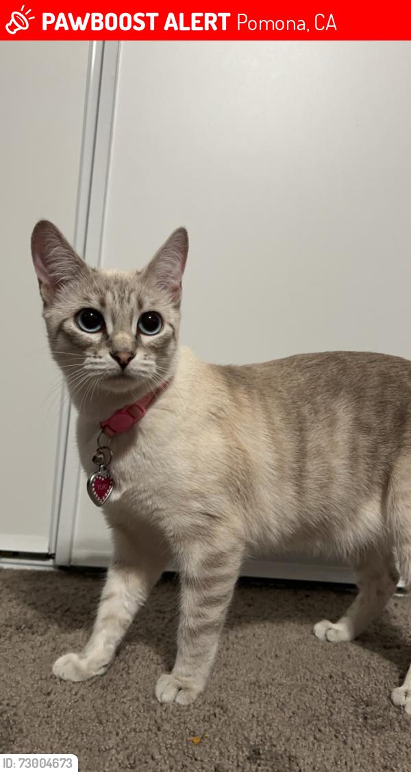 Lost Female Cat last seen Near Erie St , Pomona, CA 91768
