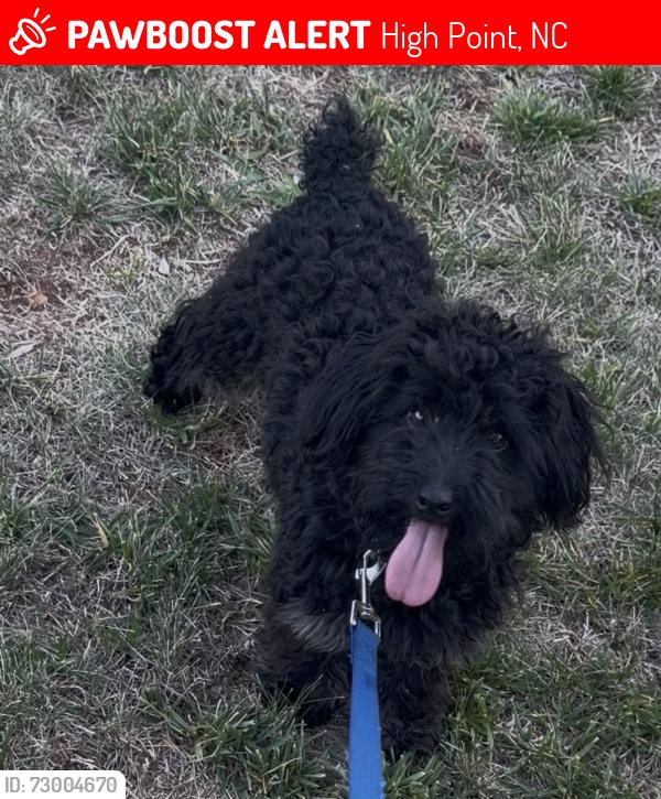 Lost Male Dog last seen Close to Jamestown , High Point, NC 27265