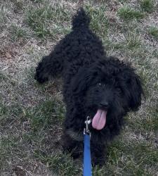 Lost Male Dog last seen Close to Jamestown , High Point, NC 27265