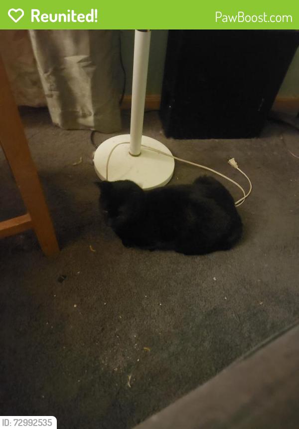 Reunited Male Cat last seen Near Alicante rd near the big brush next to the giant tree, DeBary, FL 32713