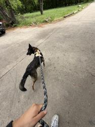 Reunited Female Dog last seen Latham and Chanel dr , Dallas, TX 75229