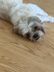 Reunited Male Dog last seen Augusta drive , Murrieta, CA 92563