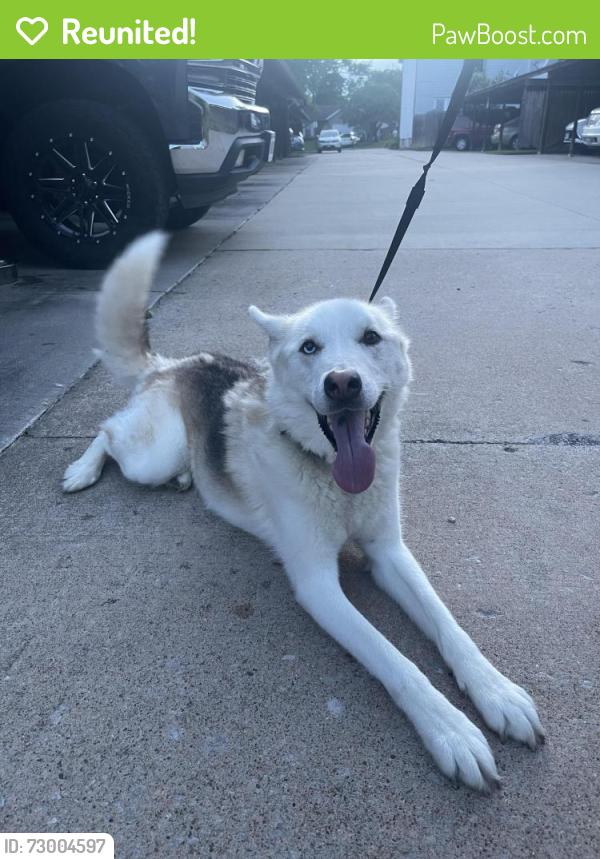 Reunited Unknown Dog last seen Mexico and salt lick rd, St. Peters, MO 63376