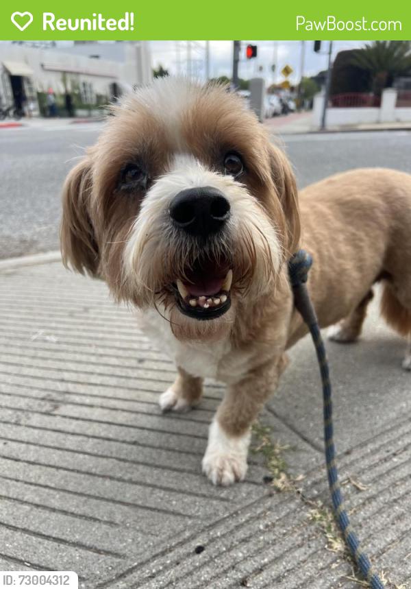 Reunited Unknown Dog last seen Beethoven Market, near Palms & Beethoven St , Los Angeles, CA 90066