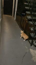 Reunited Female Cat last seen mcgee avenue, Berkeley, CA 94703