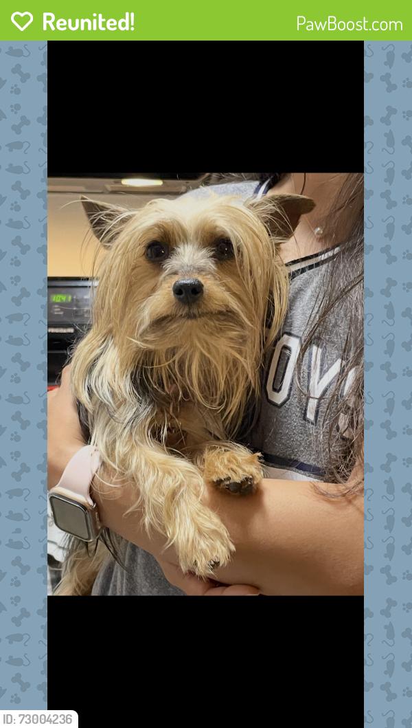 Reunited Female Dog last seen Madrid Ave & Laredo Rd, Brownsville, TX 78520