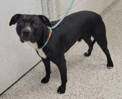 Shelter Stray Male Dog last seen Near Grandview Rd, 64132, MO, 7077 Elmwood Ave, Kansas City, MO 64132, USA